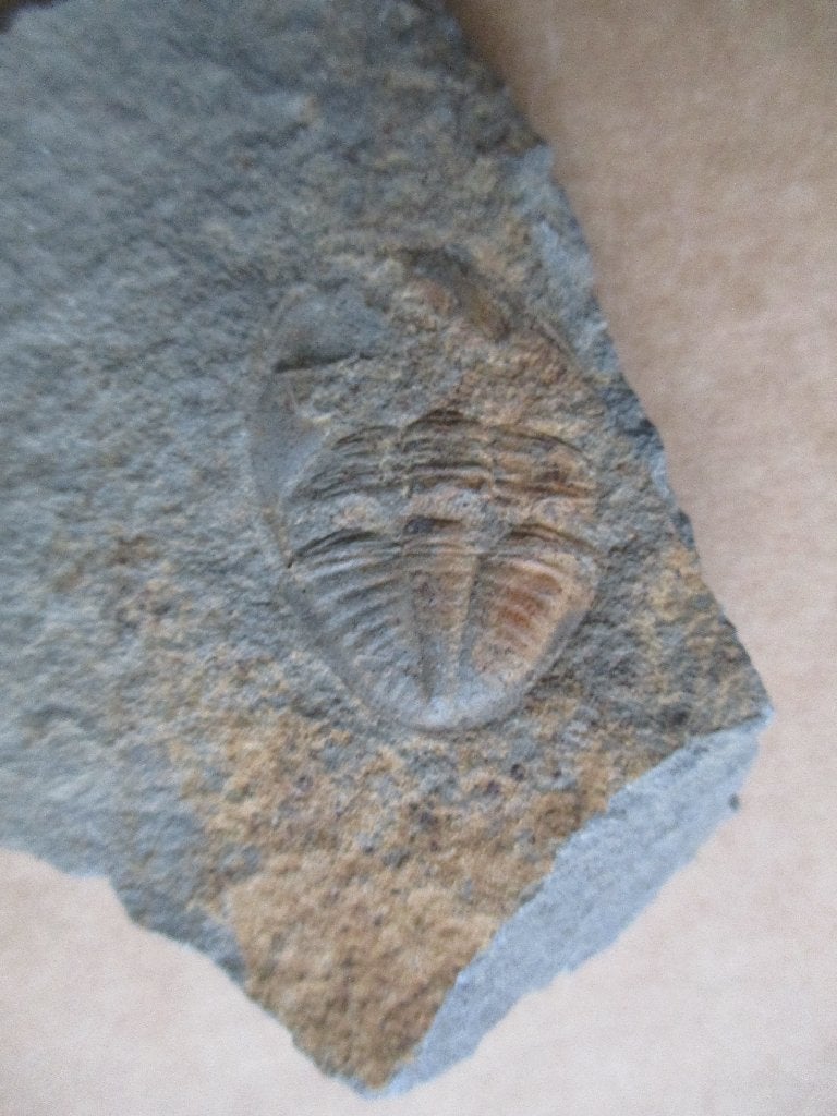 fossiel trilobiet Ogygiocarella, Ordovicium, Engeland, Ophalen of Verzenden, Fossiel