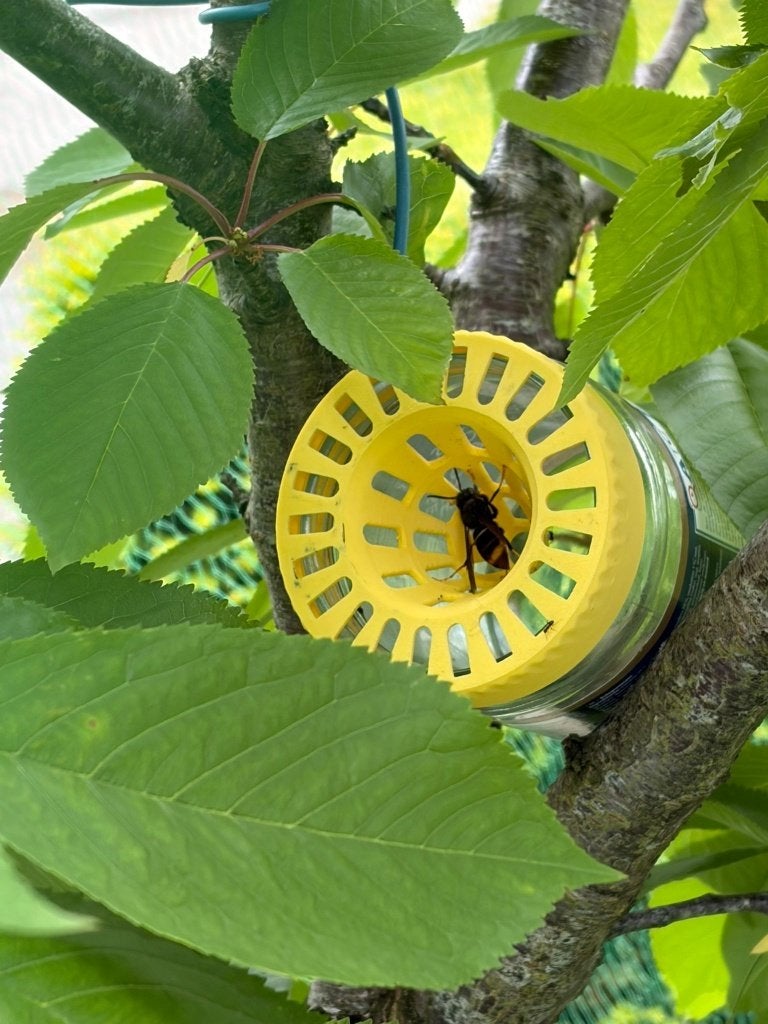 Aziatische Hoornaar Vallen - (excl. glas), Tuin en Terras, Ophalen of Verzenden, Nieuw, Ongediertebestrijding