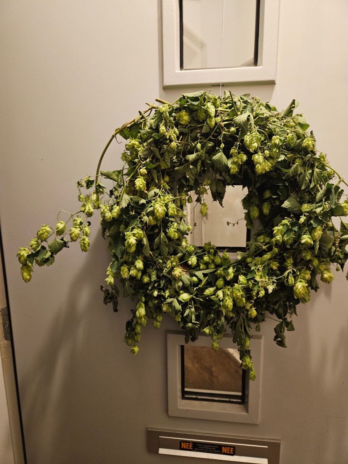 Verse, biologisch gekweekte hop - Ideaal voor bierbrouwers!, Volle zon, Vaste plant, Ophalen of Verzenden, Kruiden