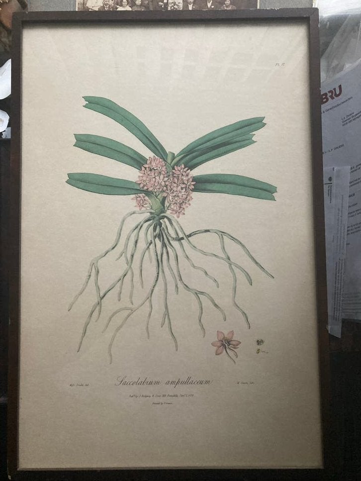 Orchidee, lithografie, 1838, Ophalen of Verzenden