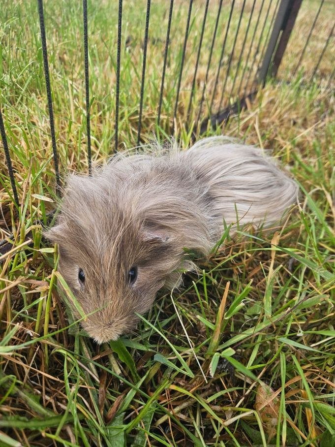 Meta zoekt een huisje! (Cavia - Gecastreerd), December, Mannelijk, Cavia