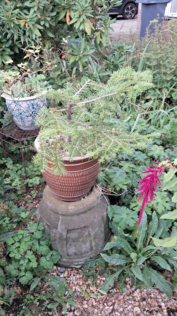 Bonsai bomen in pot, Bloeit niet, Leiboom, 100 tot 250 cm, Ophalen