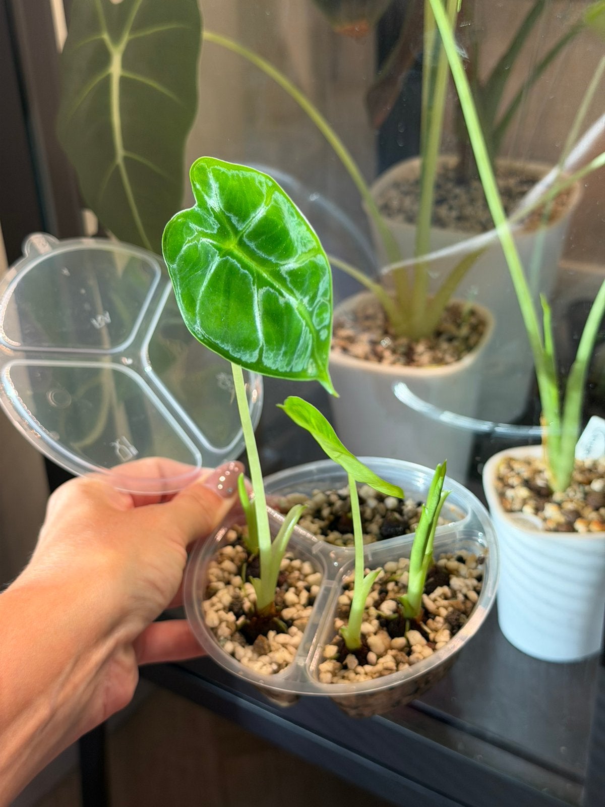 Uitgelopen knollen van Alocasia Micholitziana, Overige soorten, Ophalen of Verzenden, Minder dan 100 cm, Volle zon