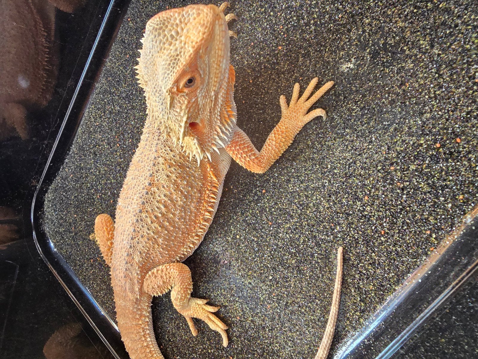 Prachtige vrouwelijke baardagaam (Pogona vitticeps) Bearded Dragon photo 2