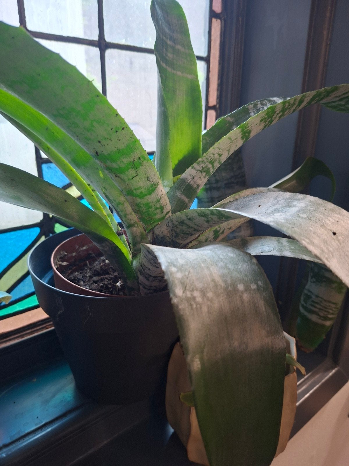 Grote Groene Kamerplant in Pot bromelia, Huis en Inrichting, Kamerplanten, Ophalen