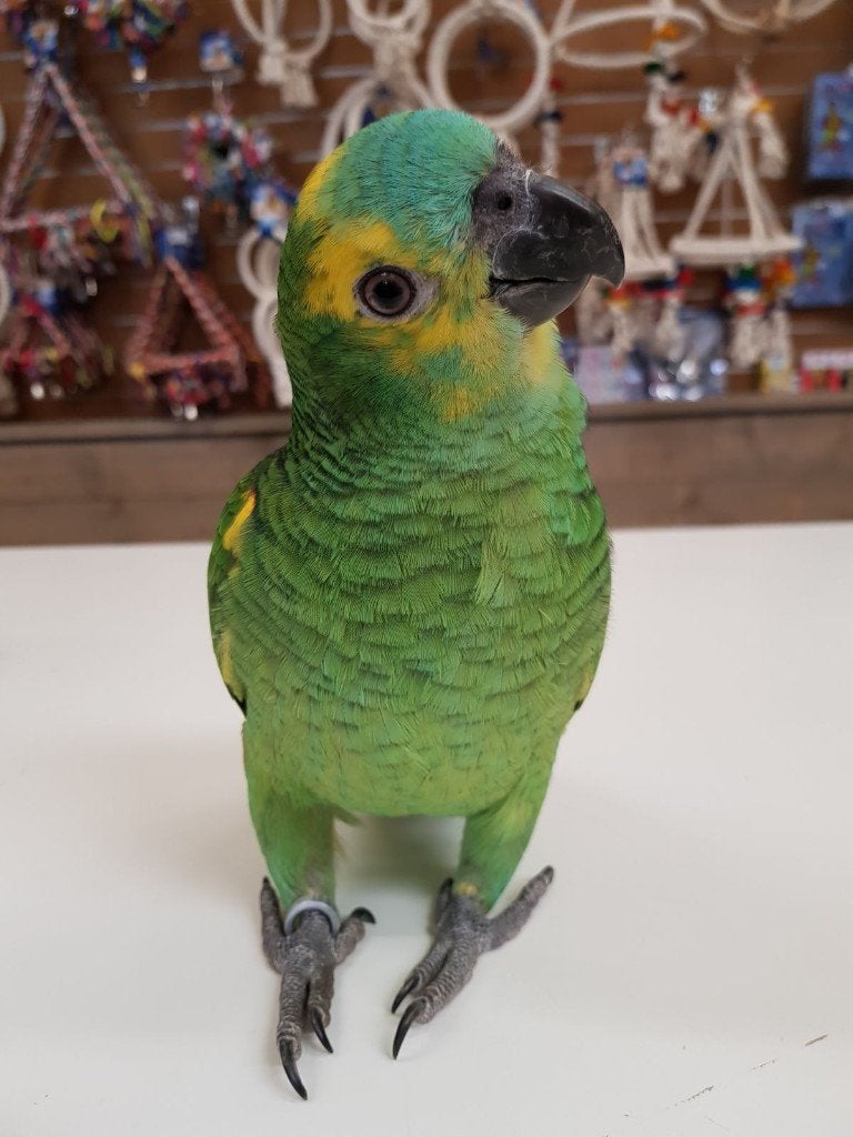 Jonge Blauw voorhoofd Amazones | Handtam | Nieuwsgierig, Dieren en Toebehoren, Meerdere dieren, Papegaai, Pratend