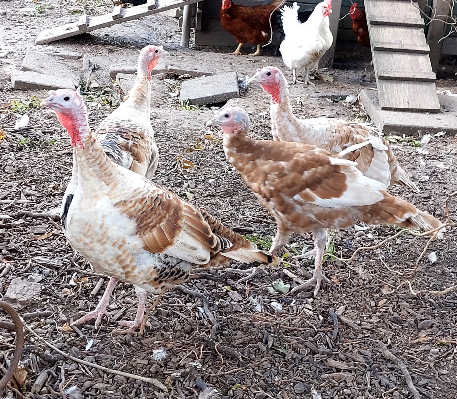 kalkoenen, Dieren en Toebehoren, Pluimvee, Meerdere dieren, Kalkoen
