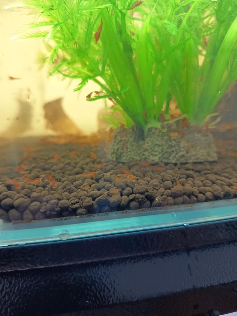 30 gemende garnalen voor 10 euro, Dieren en Toebehoren, Vissen | Aquariumvissen, Kreeft, Krab of Garnaal, Zoetwatervis
