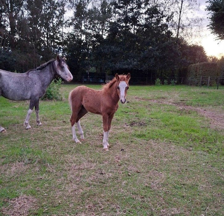 Tekoop mooie welshA merrie veulen, Dieren en Toebehoren, Pony's, Merrie, Met stamboom, 0 tot 2 jaar, A pony (tot 1.17m)
