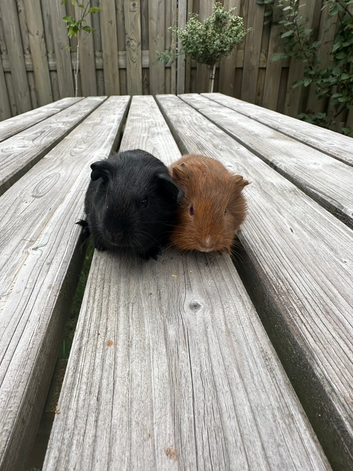 2 prachtige jonge beertjes cavia vos en zwart, Cavia, Mannelijk, Juli, Tam