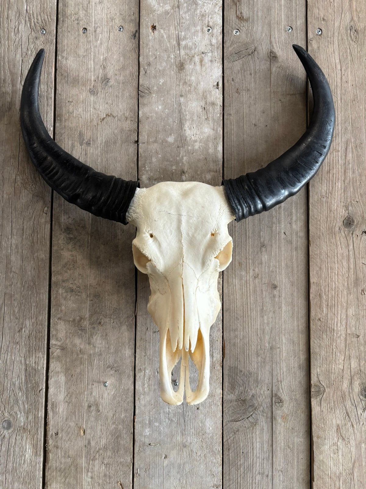 Mooie stoere Waterbuffel schedel!, Ophalen of Verzenden, Nieuw, Overige soorten, Schedel