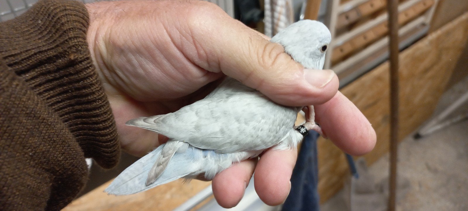 gevraagd, Dieren en Toebehoren