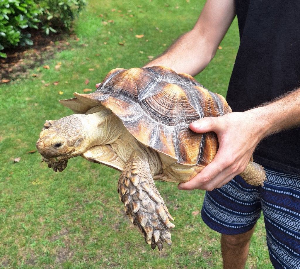 Sulcata sporenschildpad Tortoise - male for sale from DV