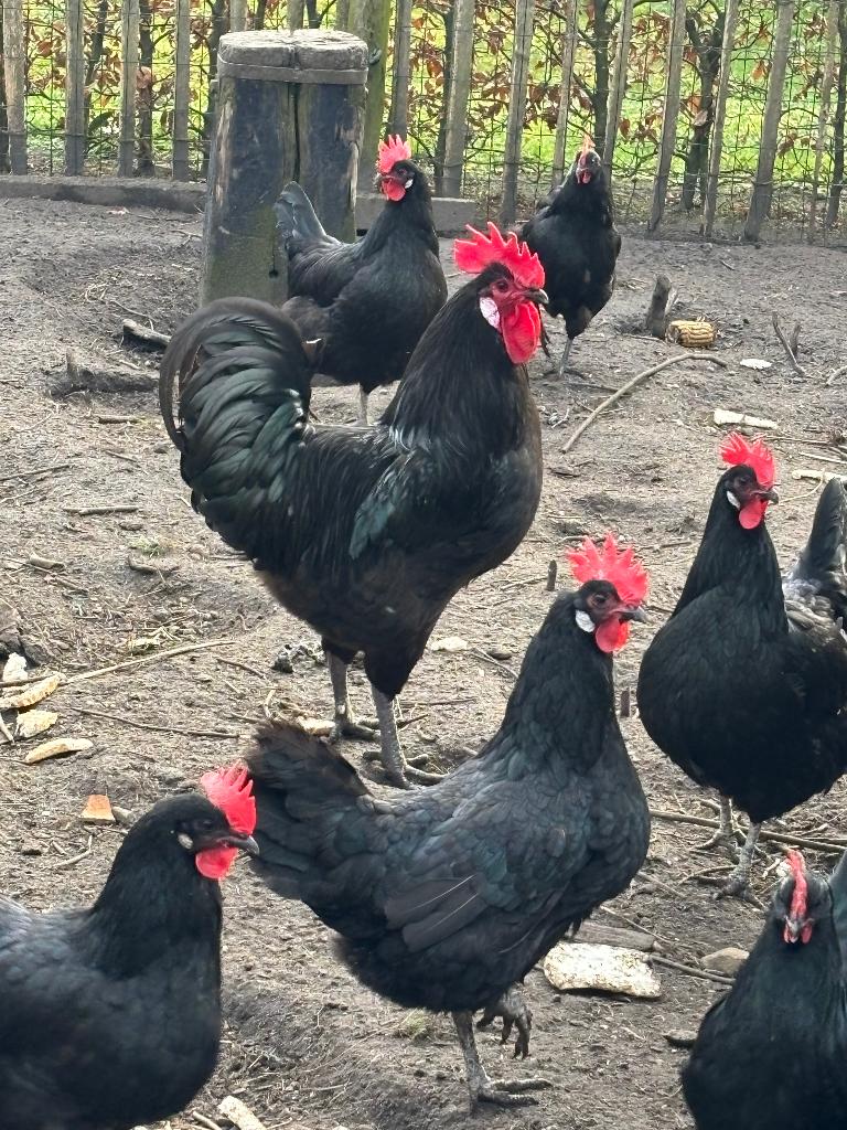 Kuikens barbezieux, Meerdere dieren, Kip