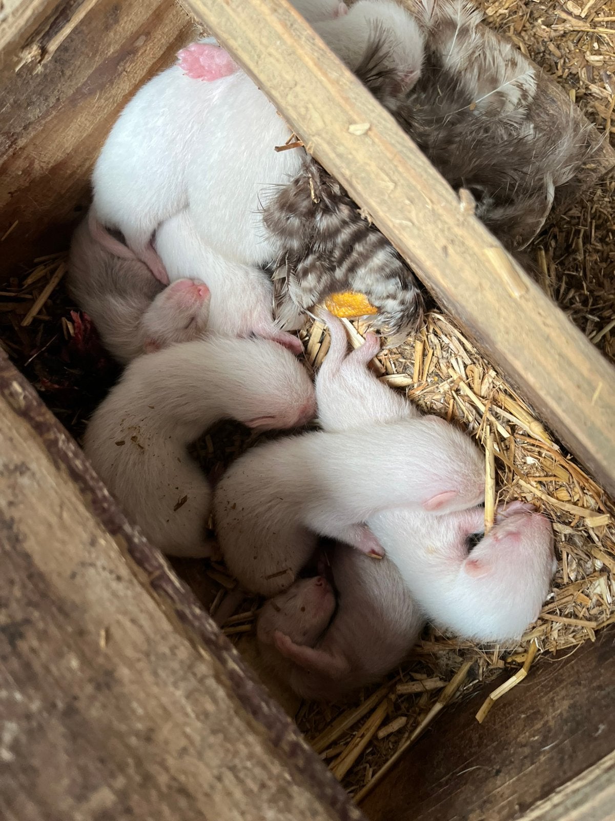 Albine fretten jong, Fret, April, Meerdere dieren, Tam
