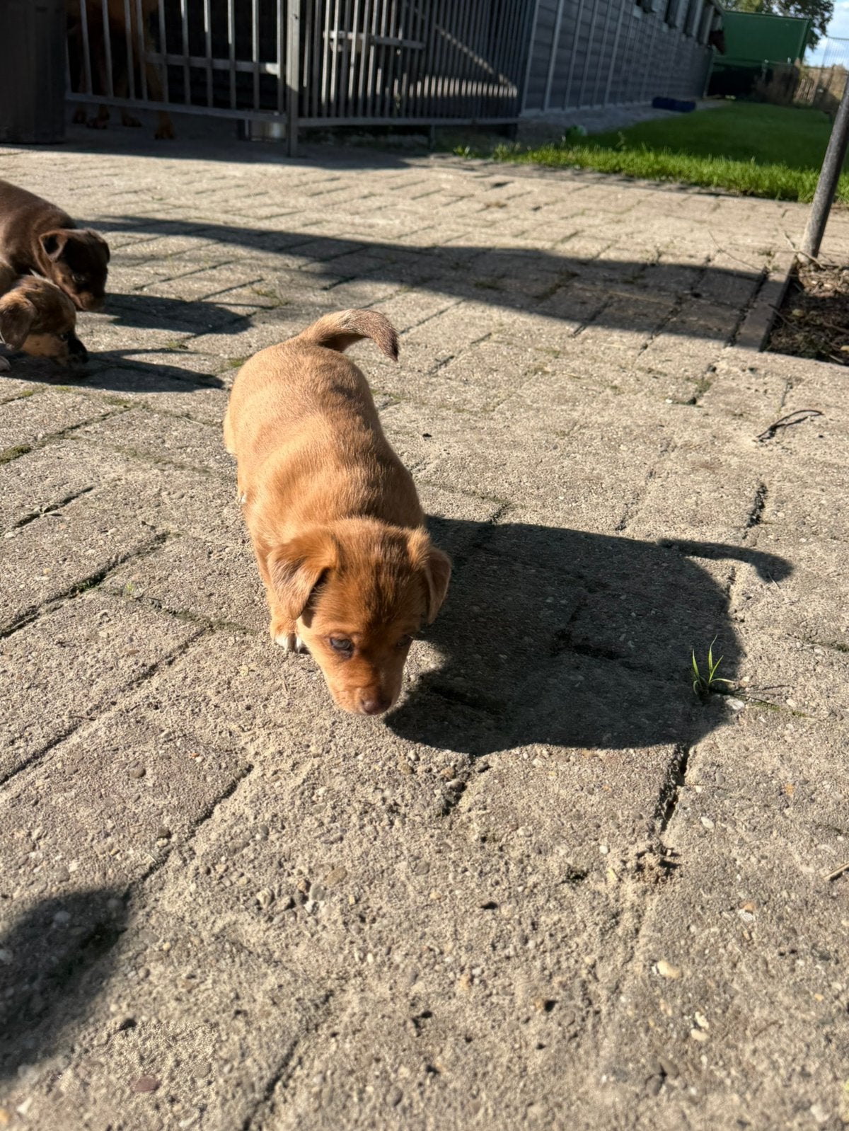 Speciale kleur Jack Russell pups te koop, Jack Russell Terriër, Meerdere, Meerdere dieren, Nederland