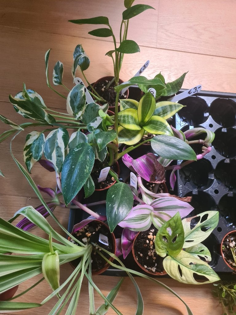Diverse stekken, Ophalen, Overige soorten, Halfschaduw, Minder dan 100 cm