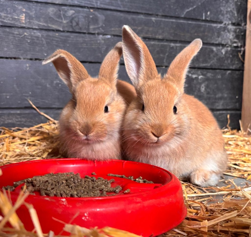Tamme konijntjes, Meerdere dieren, 0 tot 2 jaar