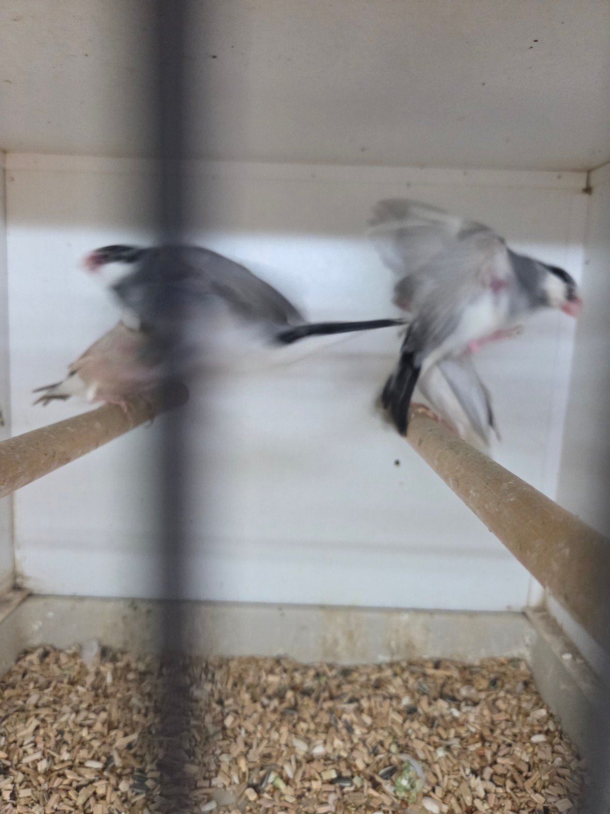 5 rijstvogels, Meerdere dieren