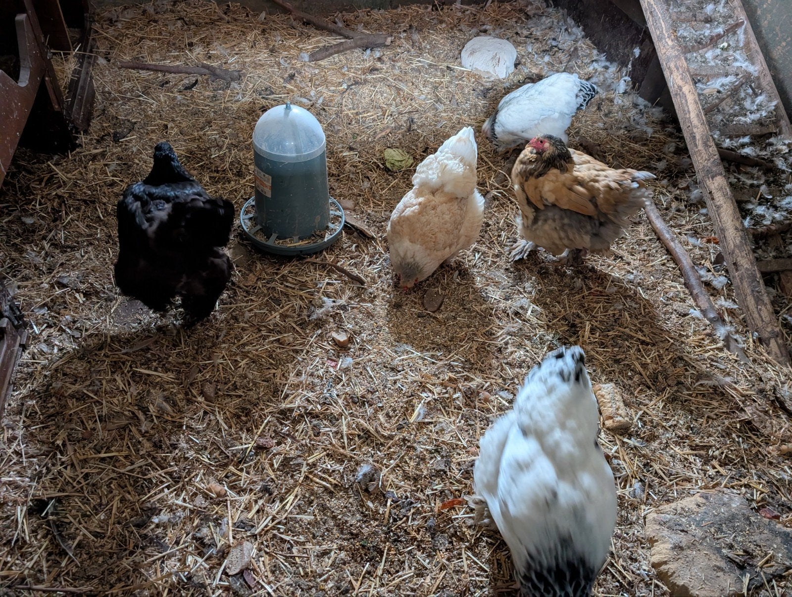 Brahma hennen, Dieren en Toebehoren, Vrouwelijk, Kip