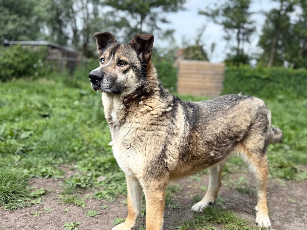 🐾 Fulltime knuffelmaatje gezocht! 🐾, Dieren en Toebehoren, Honden | Niet-rashonden, Reu, Buitenland, Eén hond, Fokker | Professioneel