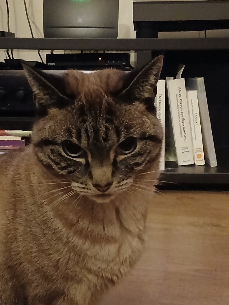 goed tehuis voor Snoes de poes, Poes, Ontwormd, 6 jaar of ouder