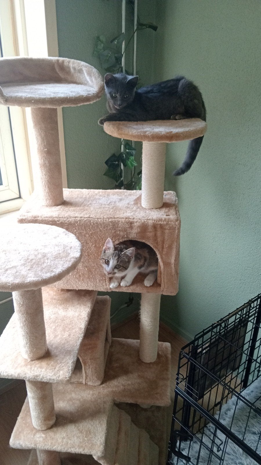 2 lieve aanhankelijke kittens poesjes (chatreau kruising), Poes, Kortharig, 0 tot 2 jaar