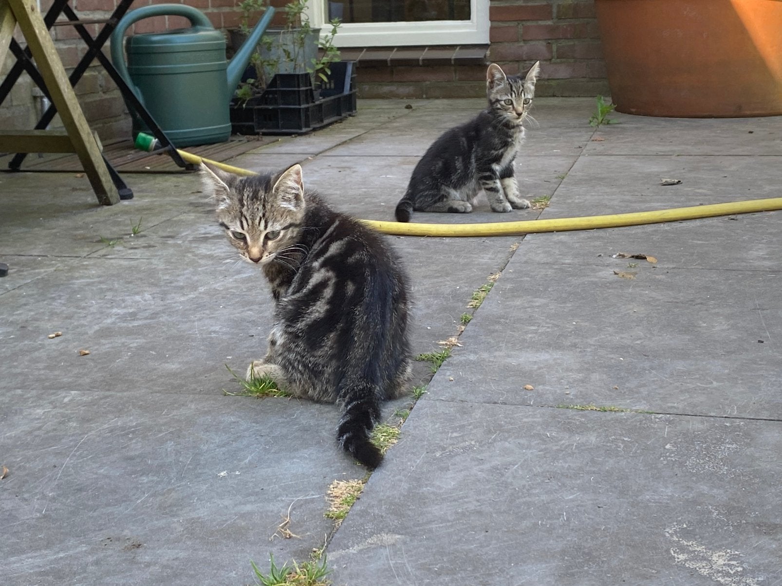 Boerderij katertjes!, Dieren en Toebehoren, Katten en Kittens | Overige Katten, Kater