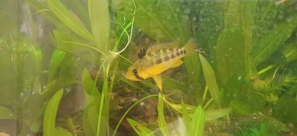 Apistogramma Ortegai vrouw, Dieren en Toebehoren, Vis, Zoetwatervis