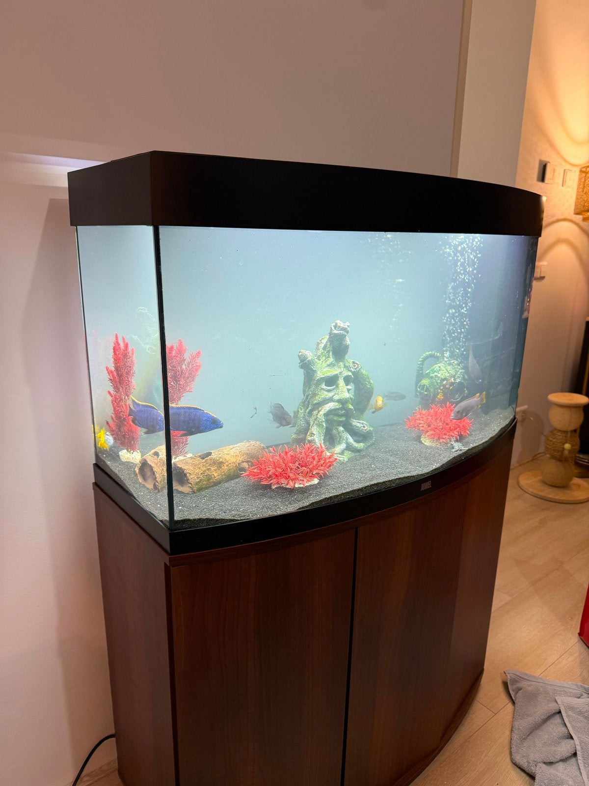 Juwel Vision 260 Aquarium 240L + meubel + Malawi Cichliden, Ophalen, Zo goed als nieuw