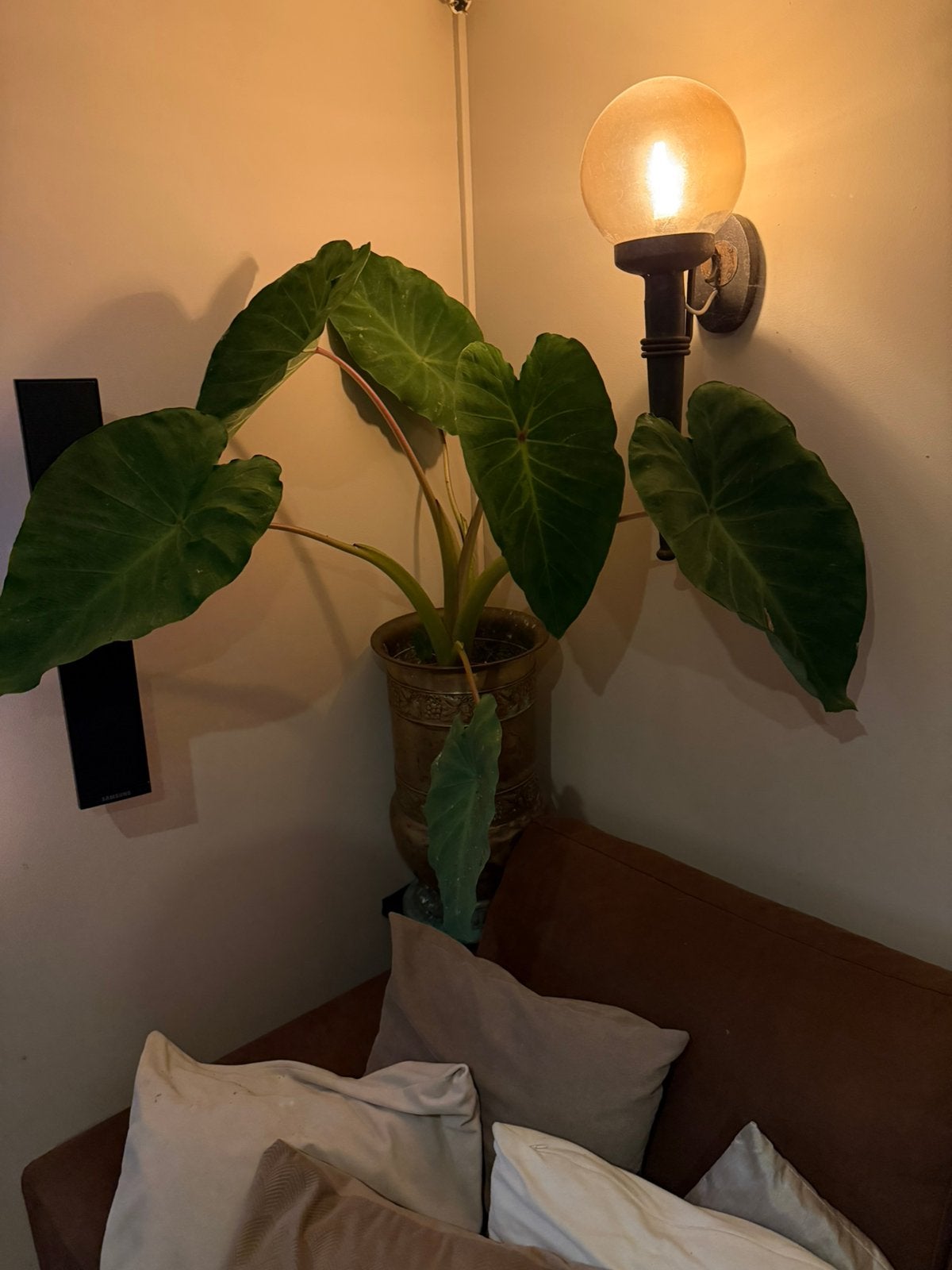 Mooie kamerplant, evt ook te ruil, Ophalen of Verzenden, Halfschaduw, Minder dan 100 cm