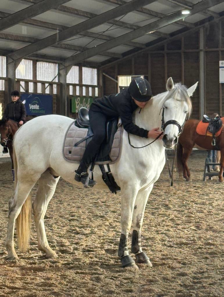 Betrouwbare en enthousiaste ruiter zoekt verzorg pony,paard., Ophalen of Verzenden, Nieuw