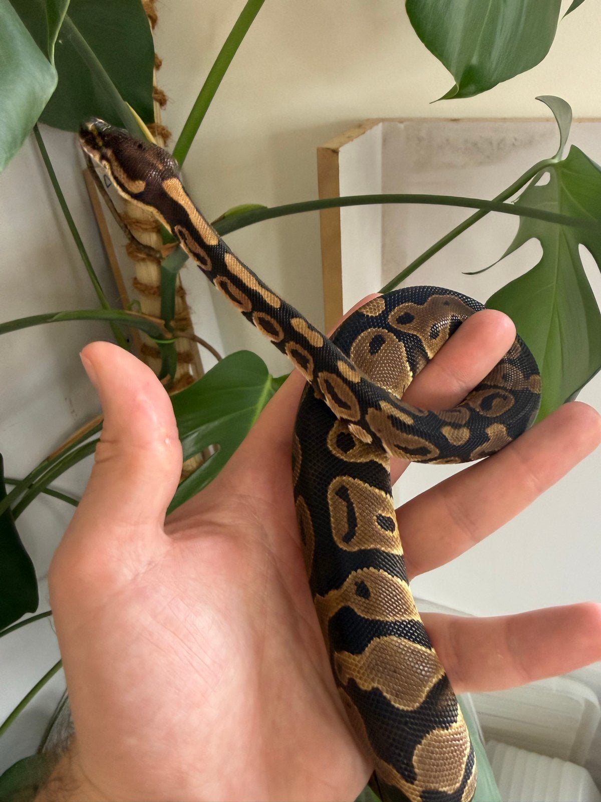 Leopard Het Clown vrouwtje jonge koningspython Ball Python photo 3