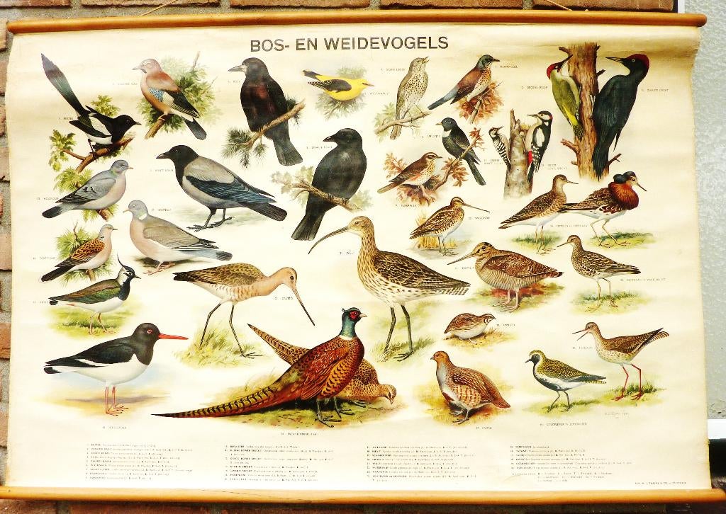 Een mooie vogel schoolplaat met bosvogels en weidevogel, Ophalen of Verzenden, Natuur en Biologie