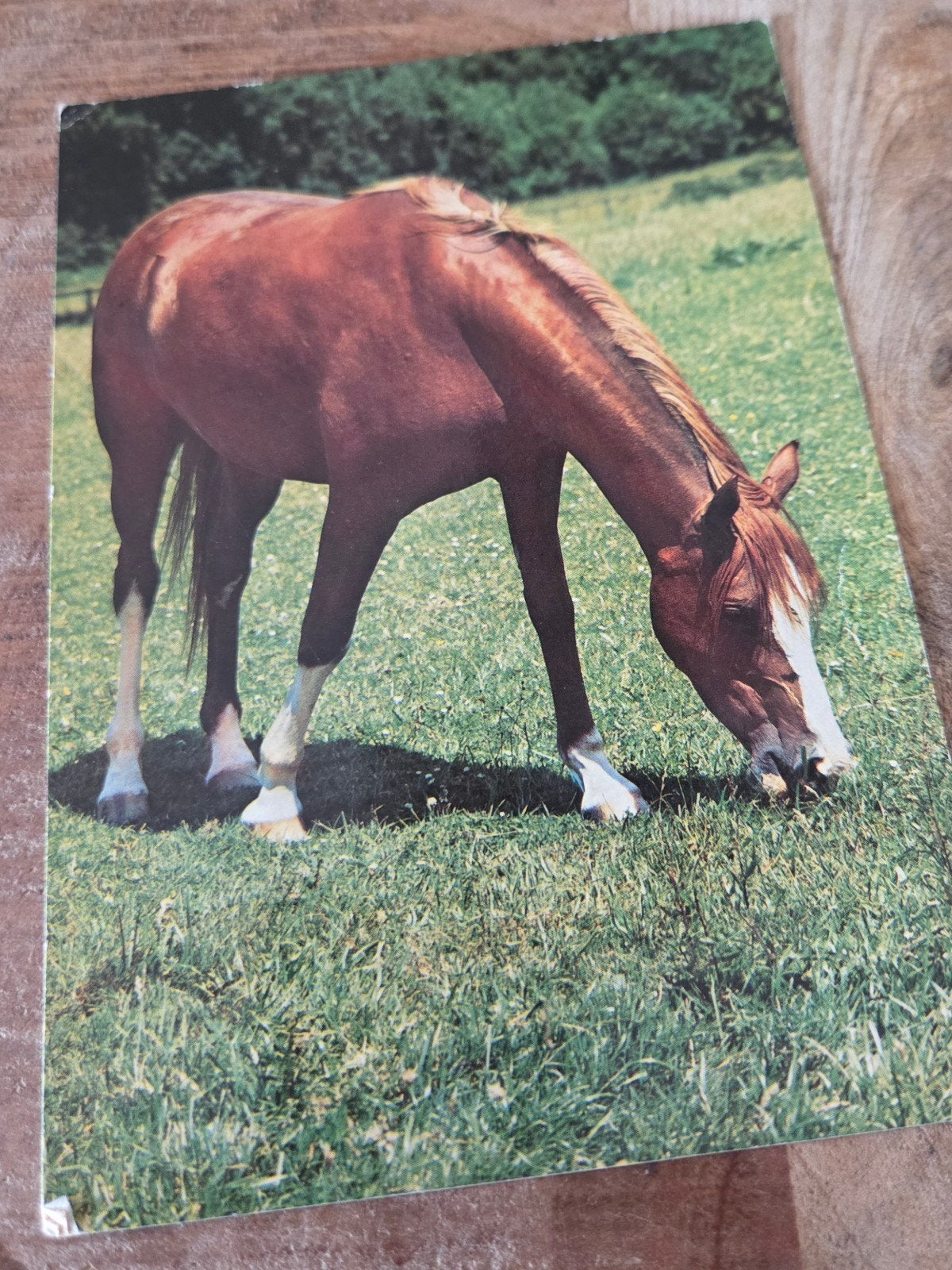 Ansichtkaart met paard - Gelopen, Verzamelen, Verzenden, 1980 tot heden, Gelopen, Paard
