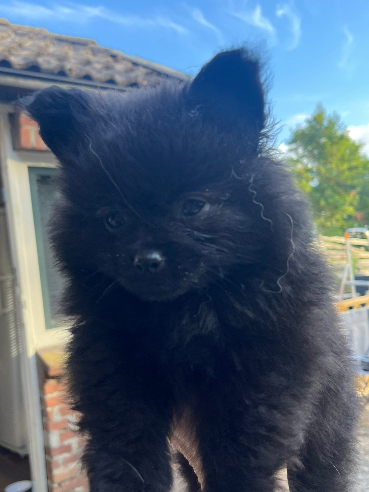 Mooie pompriaan pups, Dieren en Toebehoren, Honden | Chihuahua's en Gezelschapshonden, Parvo, 8 tot 15 weken, Geslacht onbekend