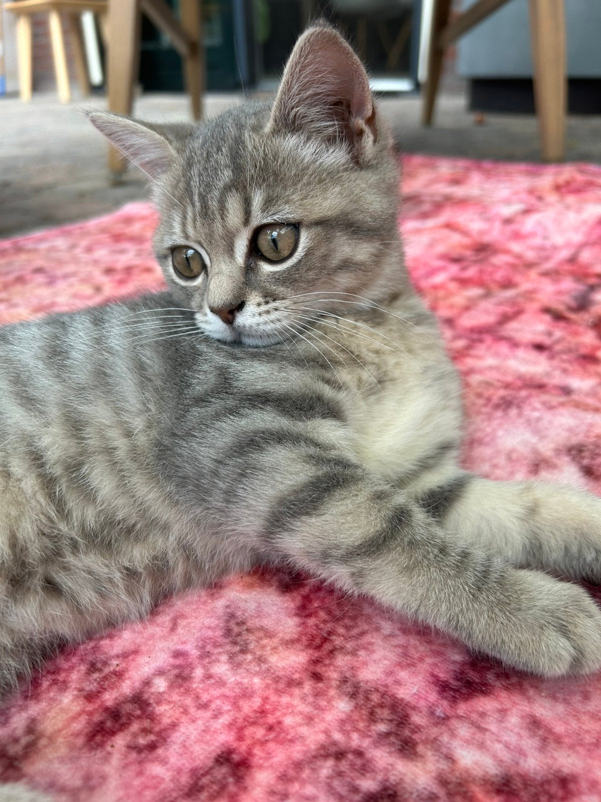 Britse korthaar kittens lilac tabby en golden shaded, Meerdere dieren, Ontwormd, 0 tot 2 jaar