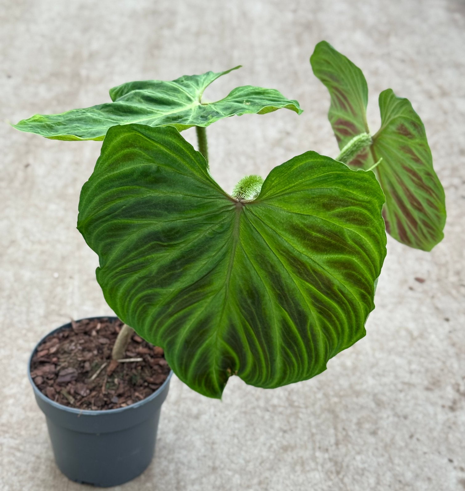 Philodendron verrucosum hybride, Huis en Inrichting, Kamerplanten, Ophalen of Verzenden, Halfschaduw, Minder dan 100 cm