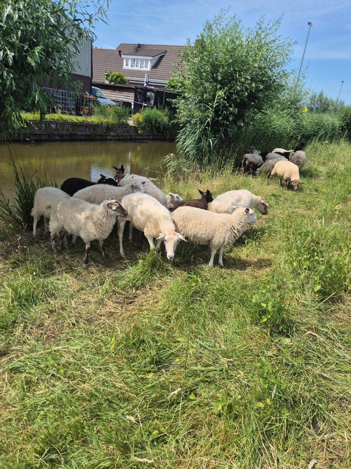 Te koop schapen, Dieren en Toebehoren, Vrouwelijk, Schaap