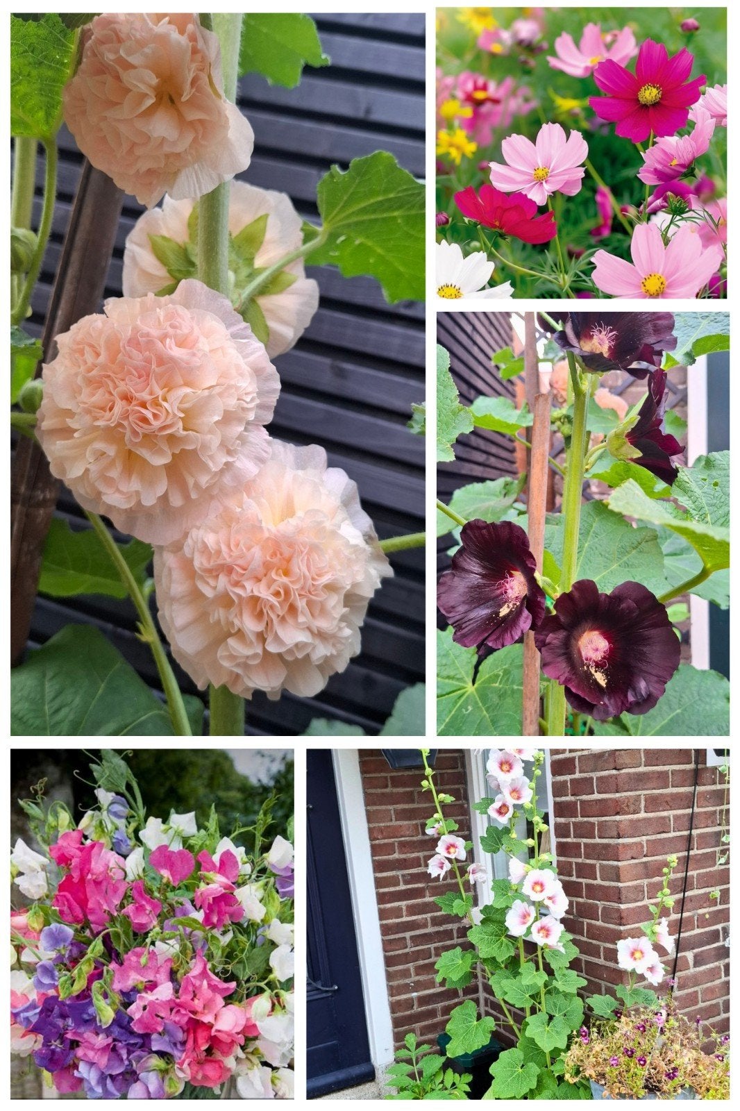 Zaadjes uit eigen tuin te koop!, Ophalen, Volle zon, Zaad