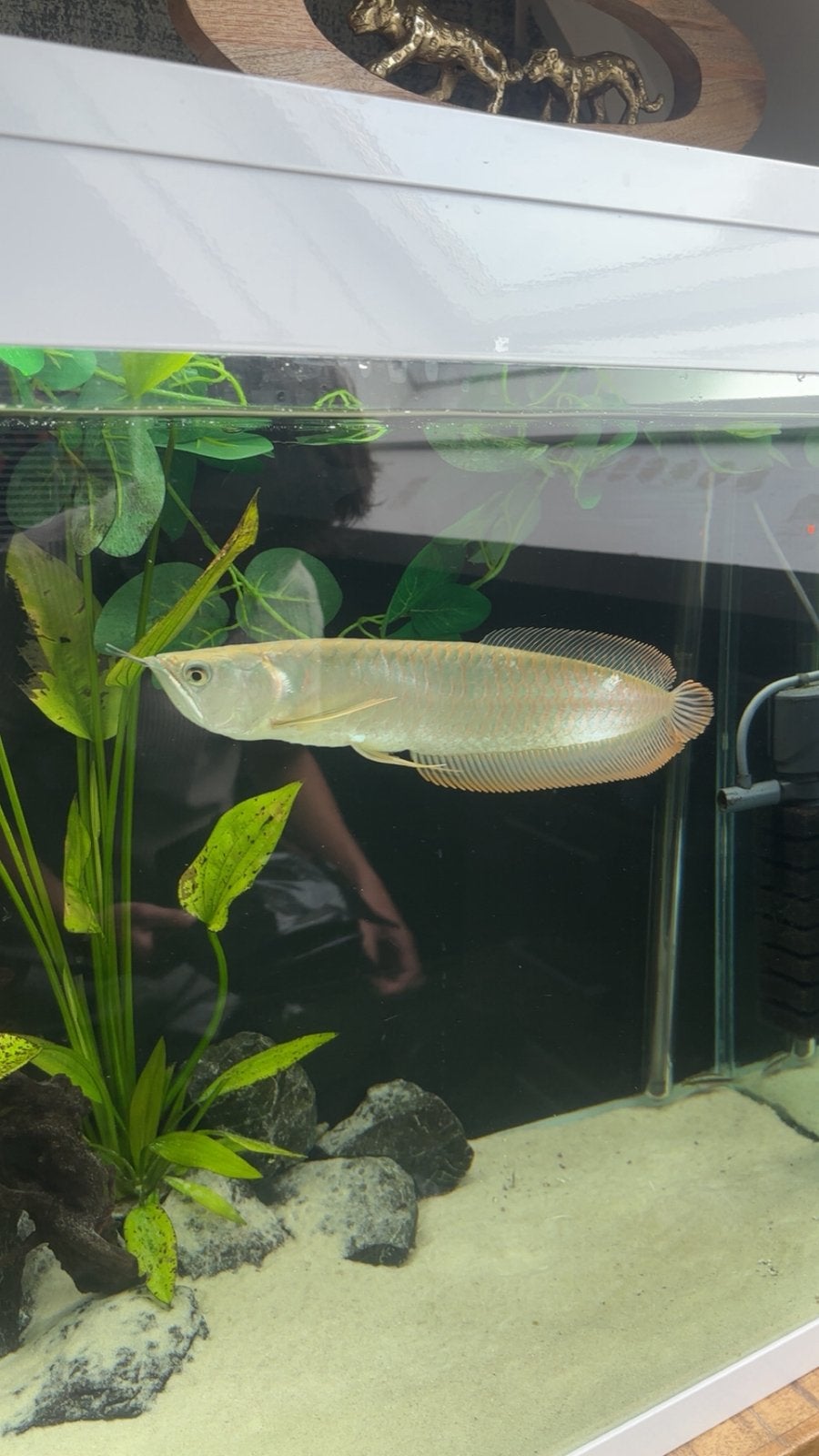 HELE GEZONDE AROWANA TEKOOP!!!!!, Dieren en Toebehoren, Vis, Zoetwatervis