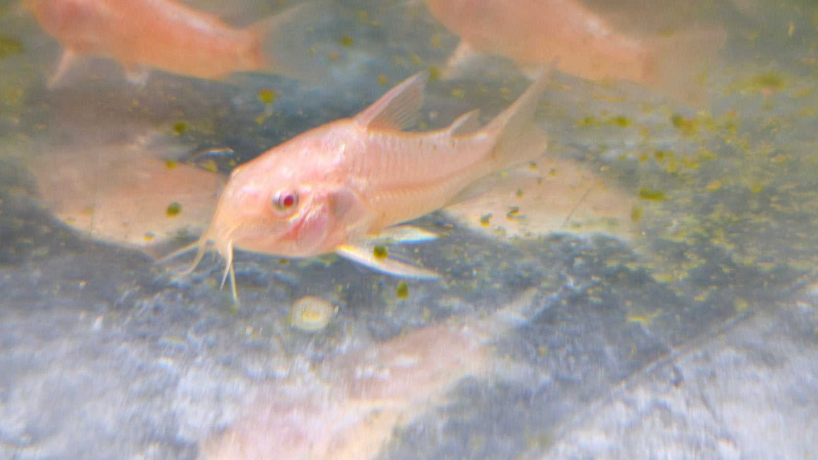 Corydoras palestus albino, Dieren en Toebehoren, Vissen | Aquariumvissen, Vis, Zoetwatervis, Schoolvis