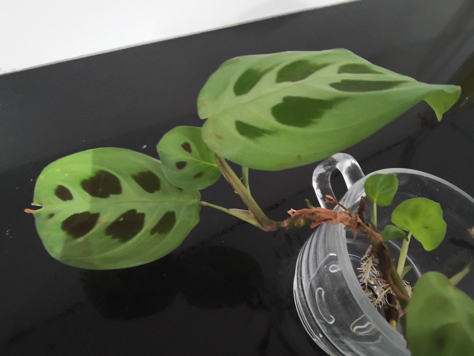 Maranta stekje met wortels, Bloeiende kamerplant, Ophalen of Verzenden, Halfschaduw, Minder dan 100 cm