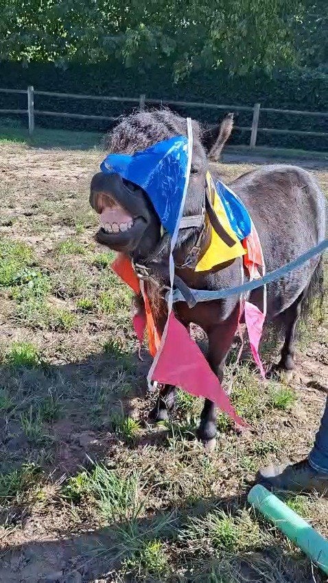 Foto 2 van 2 brave shetlander ruintjes! 🩵🩵 2 jaar oud