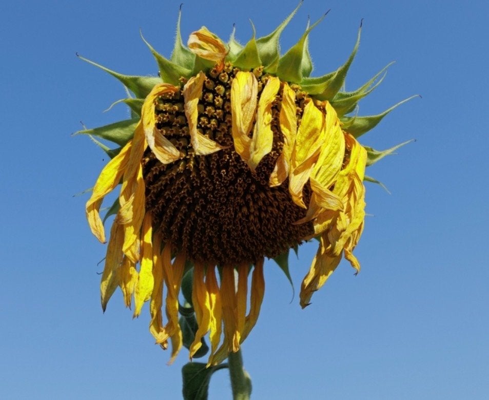 Gezocht: Verwelkte/uitgebloeide Zonnebloemen, Tuin en Terras, Planten | Tuinplanten, Overige soorten, Volle zon, Eenjarig, Ophalen of Verzenden