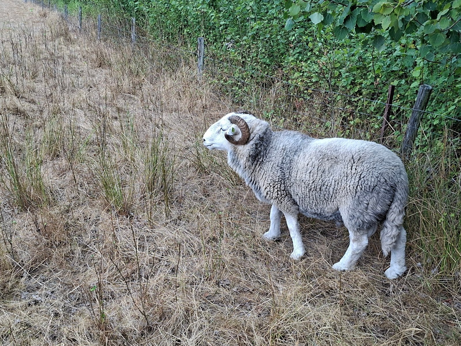 mooie herdwick ram, Dieren en Toebehoren, Mannelijk, Schaap, 0 tot 2 jaar