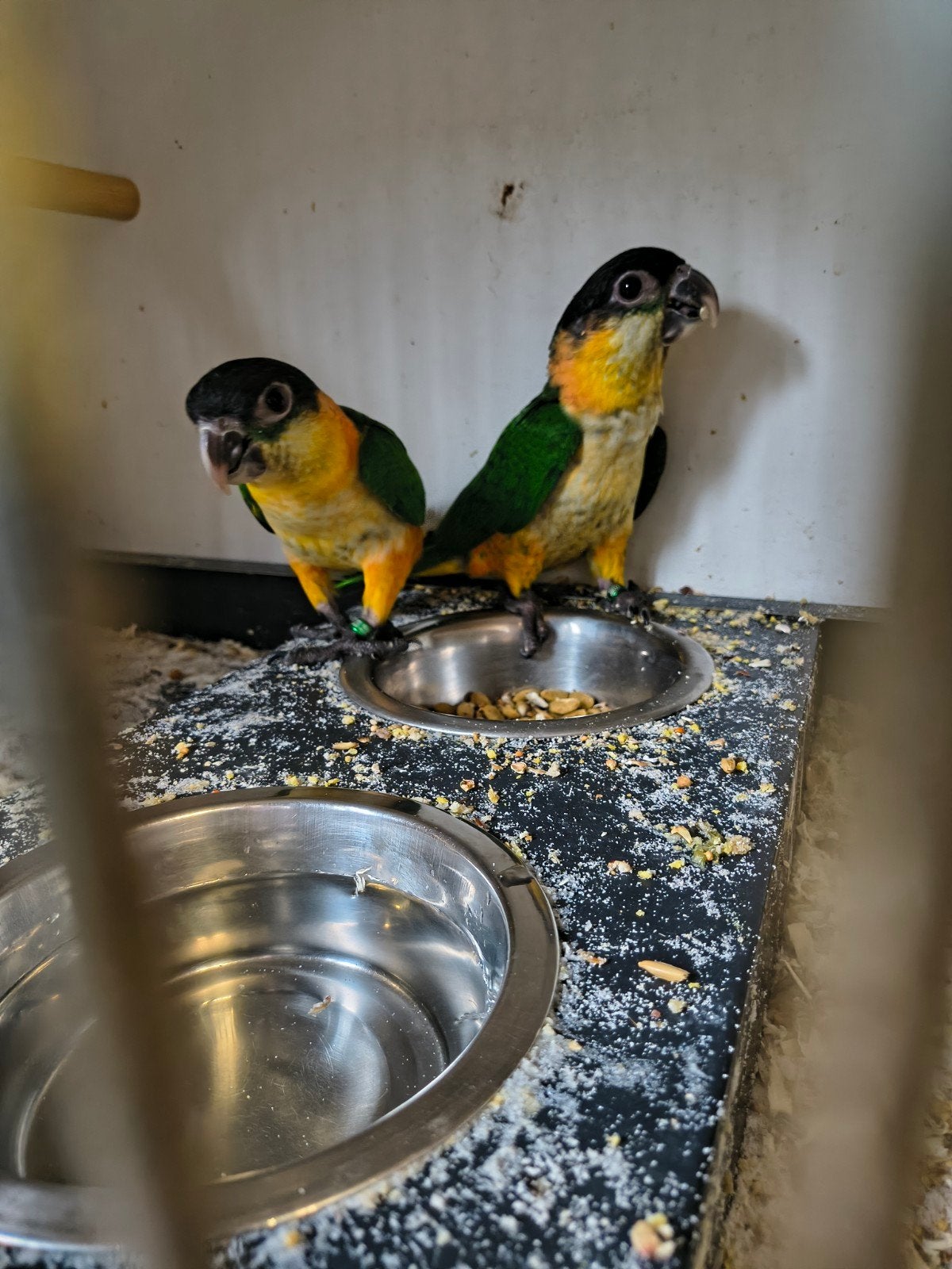 1-1 zwartkop caique, Meerdere dieren, Papegaai, Geringd