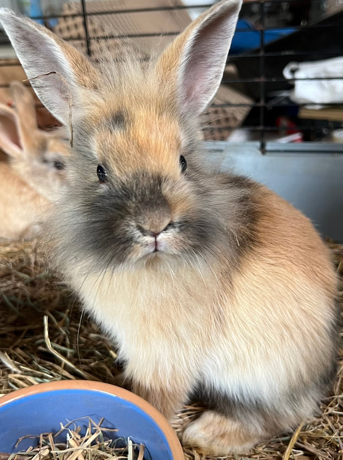 Ruime keus jonge konijntjes, Dieren en Toebehoren, Konijnen, Meerdere dieren, Dwerg