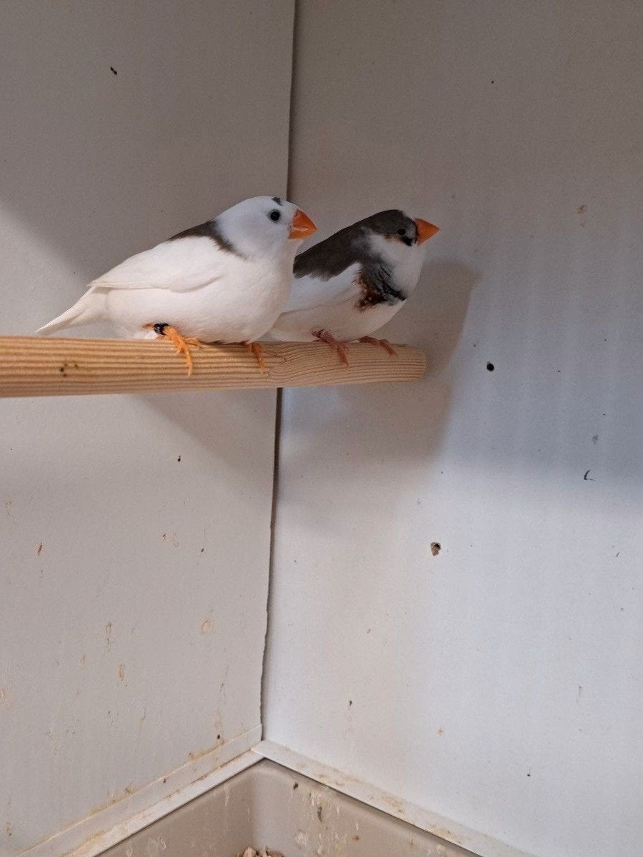 TE KOOP GEVRAAGD BONTE ZEBRAVINKEN, Meerdere dieren