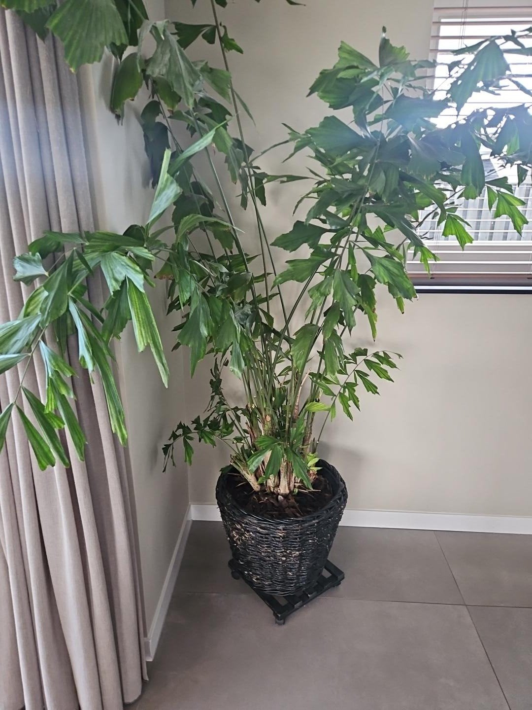 Visstaartpalm (Caryota Mitis) - Grote Kamerplant, Huis en Inrichting, Ophalen, 200 cm of meer, Palm, Halfschaduw